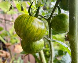 Indian Zebra Heirloom Tomato – Historical Vegetable Seeds