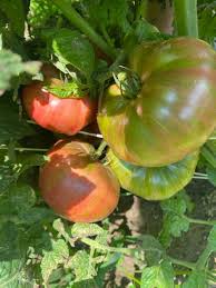 Fred's Tie Dye Tomato – Heirloom Vegetable Garden Seeds