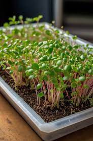 Microgreens Mix - Basil, Onion, Radish, Alfalfa, Wheatgrass - 5 of The Best