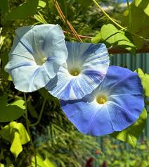 Blue Flowjiro Japanese – Garden Flower Seeds