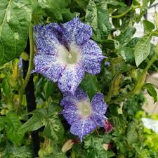 Kikyo Blue Speckled – Garden Flower Seeds