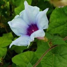 Kikyo Blue Silk – Garden Flower Seeds