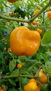 Honey Badger Manzano Chile – Vegetable Garden Seeds