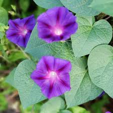 Rebecca Ipomoea Purpurea – Garden Flower Seeds