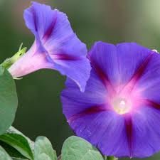 Rebecca Ipomoea Purpurea – Garden Flower Seeds