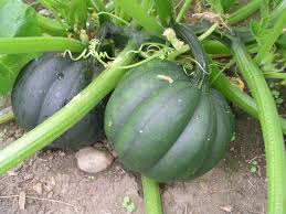 Acorn Squash Seeds for Planting King Table Squash Delicious and Nutritious
