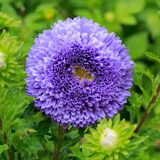 Aster Pompon Light Blue Callistephus Chinensis – Dwarf Pompon Garden Flower Seeds