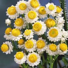 Ammobium Alatum Grandiflorum – Hardy Perennial Garden Flower Seeds