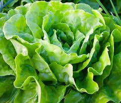Lettuce Butterhead Bibb Slow Bolting Lactuca Sativa – Crisp Garden Vegetable Seeds