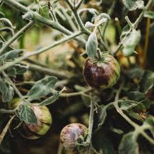 Wooly Kate Yellow Tomato – Heirloom Vegetable Seeds