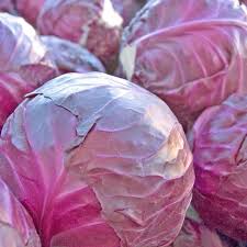 Cabbage Red Acre Brassica Oleracea – Heirloom Vegetable Garden Seeds