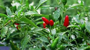 Chili Pepper Prairie Fire Capsicum Annuum – Ornamental Garden Vegetable Seeds