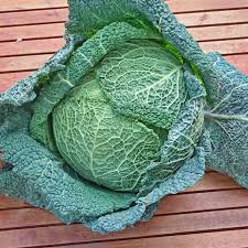 Cabbage Savoy Perfection Brassica Oleracea – Hardy Vegetable Seeds
