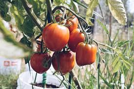 Giant Tree Tomato – Heirloom Vegetable Seeds