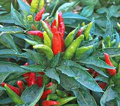 Thai Dragon Pepper – Spicy Vegetable Garden Seeds