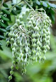 Silver Necklace Bush Seeds for Planting ( Seeds) Sophora tomentosa