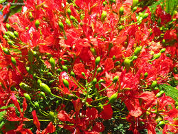 Flamboyant Flame Tree Delonix Regia – Colorful Garden Tree Seeds