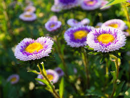 Aster Pompon Blue Moon Callistephus Chinensis – Dwarf Pompon Garden Flower Seeds