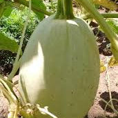 Vegetable Spaghetti Squash Seeds | Non - Garden Vegetable Seeds