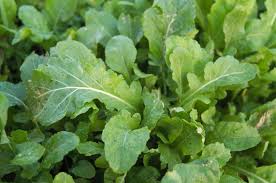 Arugula Eruca Sativa – Fast Growing Leafy Vegetable Seeds