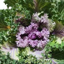 Ornamental Kale Brassica Oleracea – Vegetable Garden Seeds