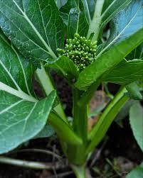 Choy Sum Gunsho – Fast Growing Asian Green Vegetable Seeds