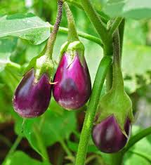 Rosa Bianca Eggplant Seeds Heirloom Non GMO Solanum Melongena