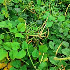 California Blackeye Cowpeas – Garden Vegetable Seeds