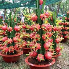 Dragon Fruit Seeds (Pitaya / Pitahaya / Strawberry Pear)