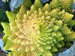 Broccoli Romanesco Brassica Oleracea – Vegetable Garden Seeds