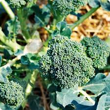 Broccoli Seeds Non-GMO Fresh Garden Heirloom Green Sprouting Calabrese