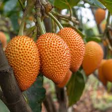 Momordica Cochinchinensis – Edible Gac Fruit Vine Seeds