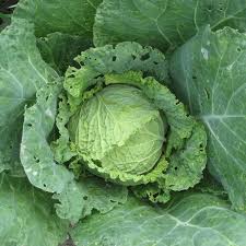 Cabbage Savoy Perfection Brassica Oleracea – Hardy Vegetable Seeds