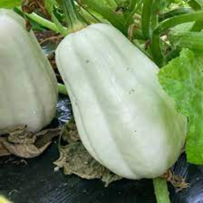 Mashed Potato Squash Seeds For Planting Exotic White Squash Gourmet Quality – Colorful Flower Seeds