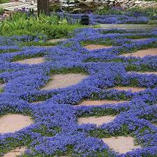Blue Creeping Thyme – Ground Cover Herb Seeds