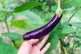 Long Purple Eggplant Seeds for Planting Non-GMO Exotic Heirloom Vegetables