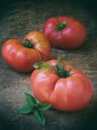 Giant Belgium Tomato – Heirloom Vegetable Seeds