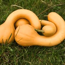 Dutch Crookneck Pumpkin – Winter Squash Vegetable Seeds