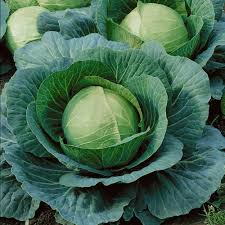 Cabbage Danish Ballhead Brassica Oleracea – Vegetable Garden Seeds