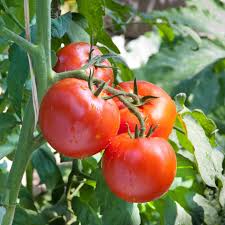 Floradade Tomato – Classic Red Vegetable Seeds