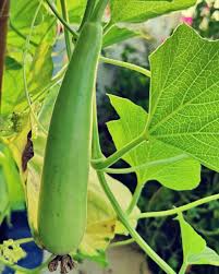 Bottle Gourd – Heirloom Vegetable Garden Seeds