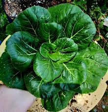 Tsoi Sim Chinese Green – Hardy Vegetable Garden Seeds for Salads and Stir Fry