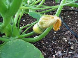 Tiny Turks Turban Pumpkin – Vegetable Seeds