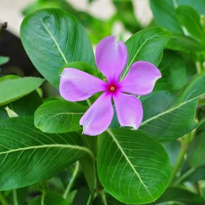 Periwinkle Catharanthus Roseus Dwarf Rose Little Linda Flower Seeds