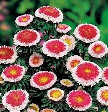 Aster Pompon Hinomaru Callistephus Chinensis – Dwarf Garden Flower Seeds