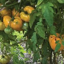 Orange Strawberry Heirloom – Historical Vegetable Garden Seeds