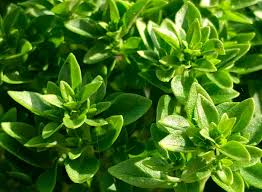 Basil Lemon Ocimum Basilicum – Aromatic Culinary Herb Garden Seeds