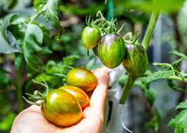 Brad’s Atomic Grape Tomato – Hardy Vegetable Garden Seeds