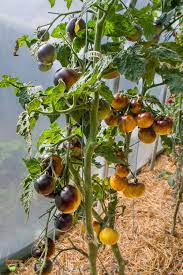 Gondwana Moon Tomato – Heirloom Vegetable Garden Seeds