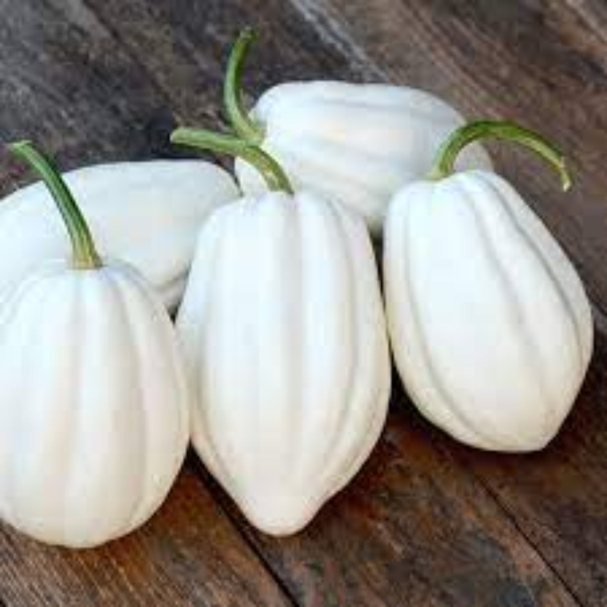 Mashed Potato Squash Seeds For Planting Exotic White Squash Gourmet Quality – Colorful Flower Seeds